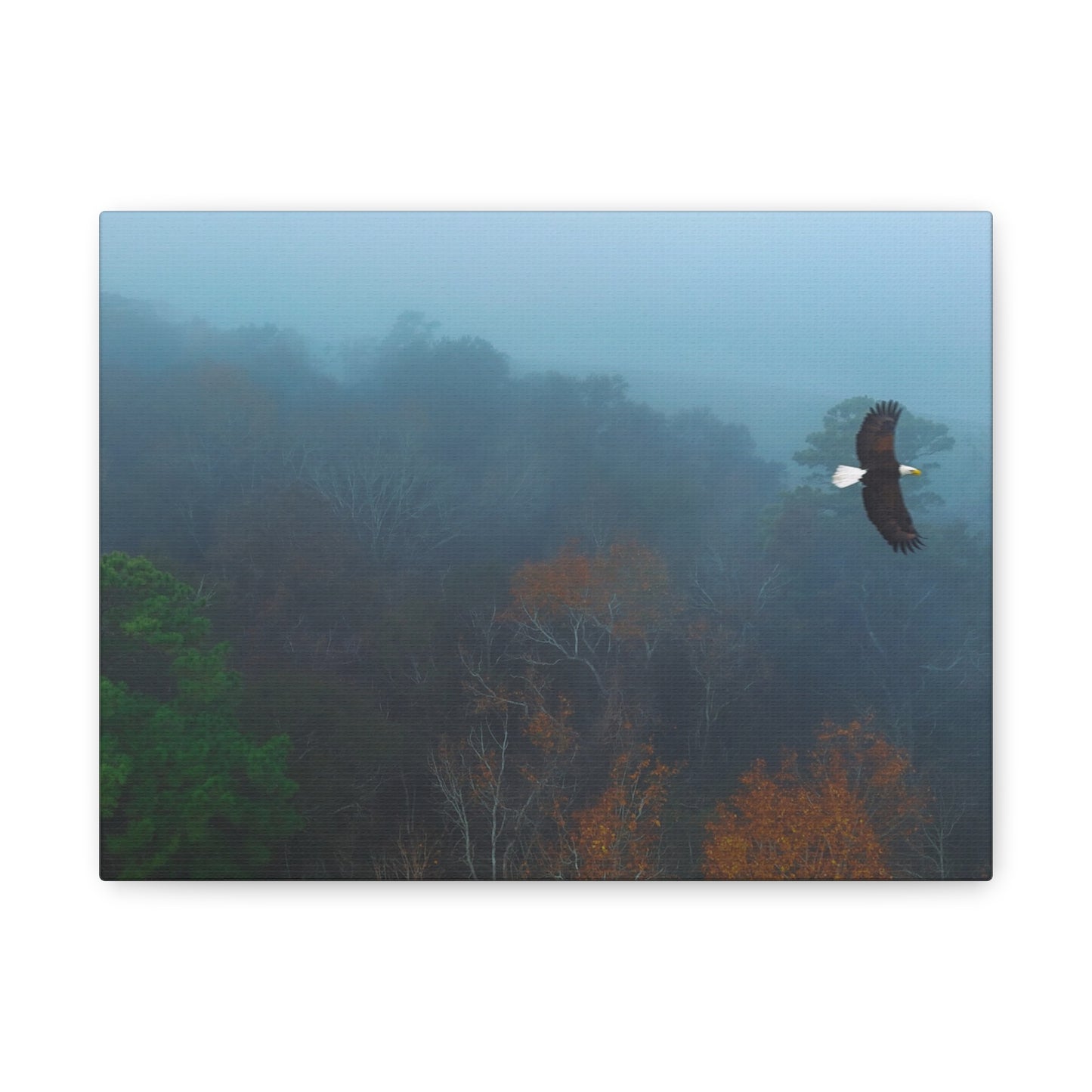 Bald Eagle Over Foggy Autumn Forest — Matte Stretched Canvas Wall Art
