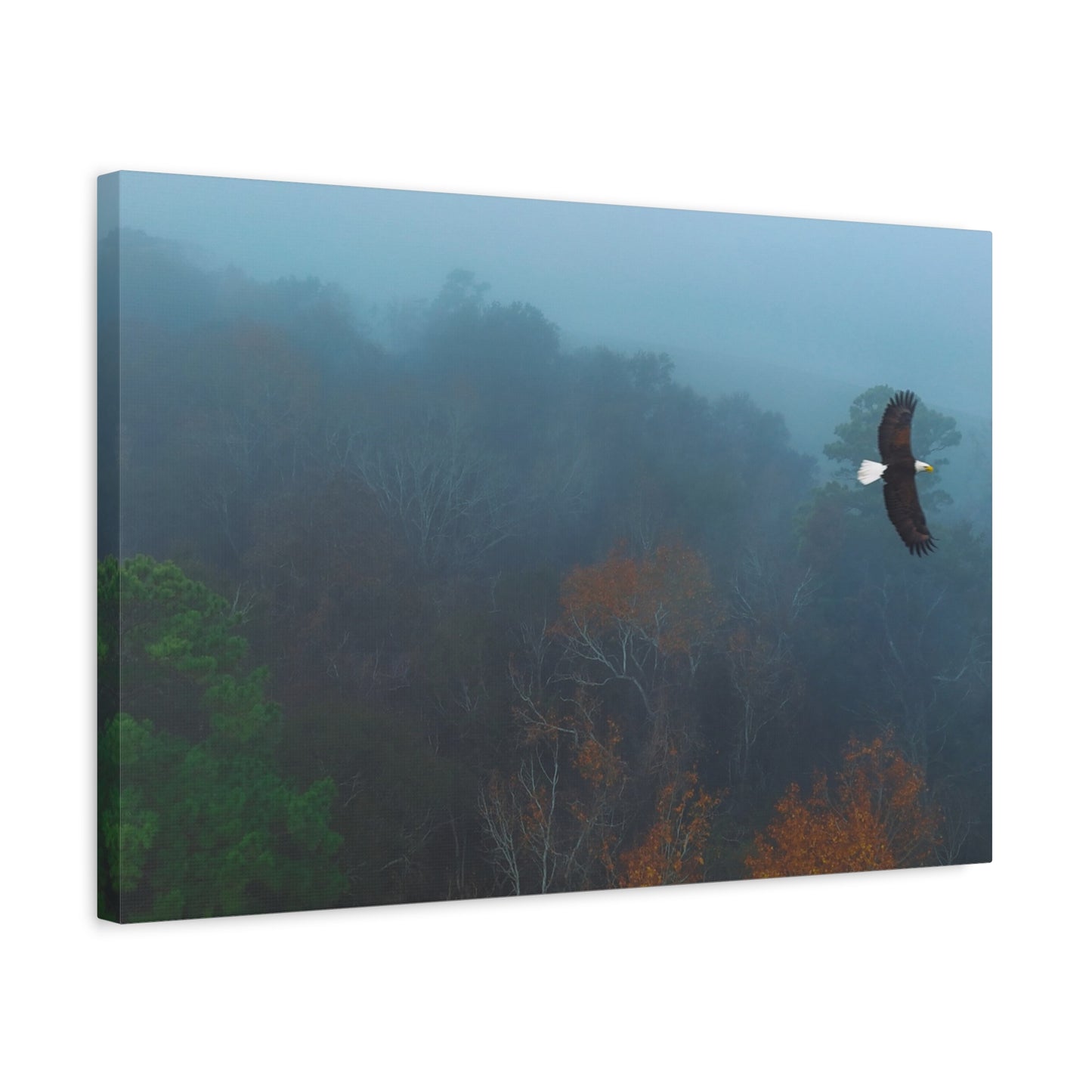 Bald Eagle Over Foggy Autumn Forest — Matte Stretched Canvas Wall Art