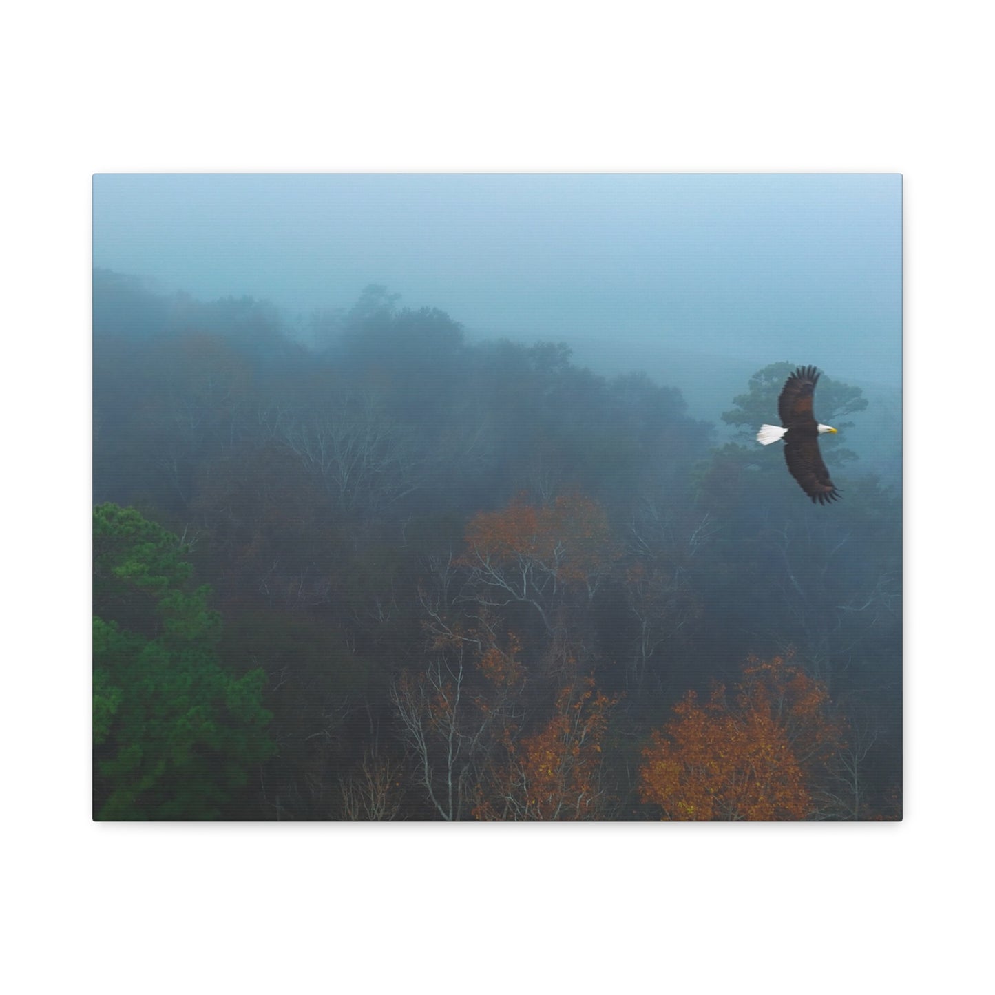 Bald Eagle Over Foggy Autumn Forest — Matte Stretched Canvas Wall Art