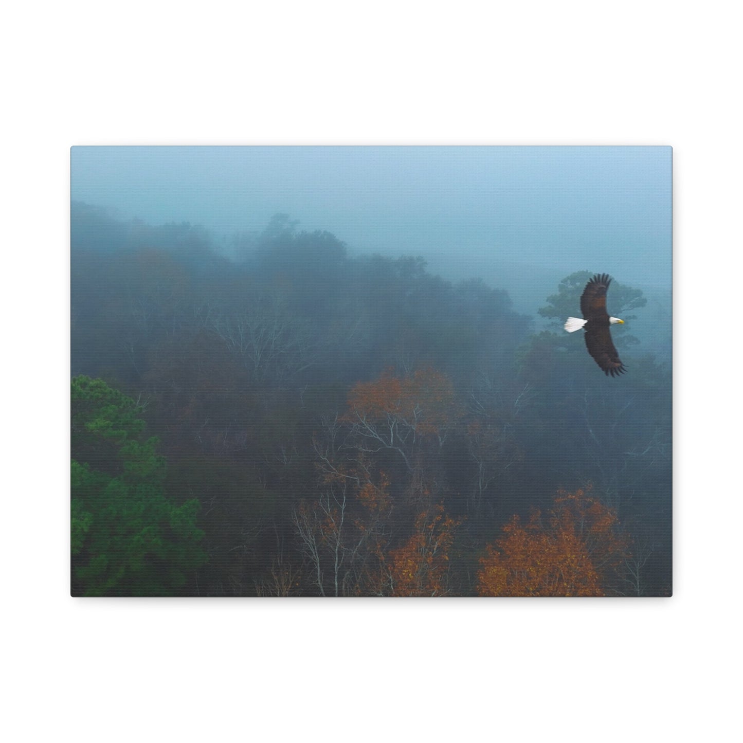 Bald Eagle Over Foggy Autumn Forest — Matte Stretched Canvas Wall Art