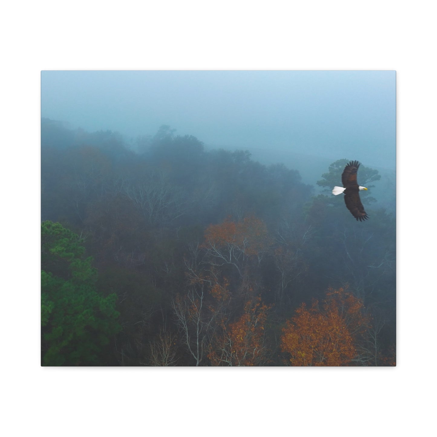 Bald Eagle Over Foggy Autumn Forest — Matte Stretched Canvas Wall Art