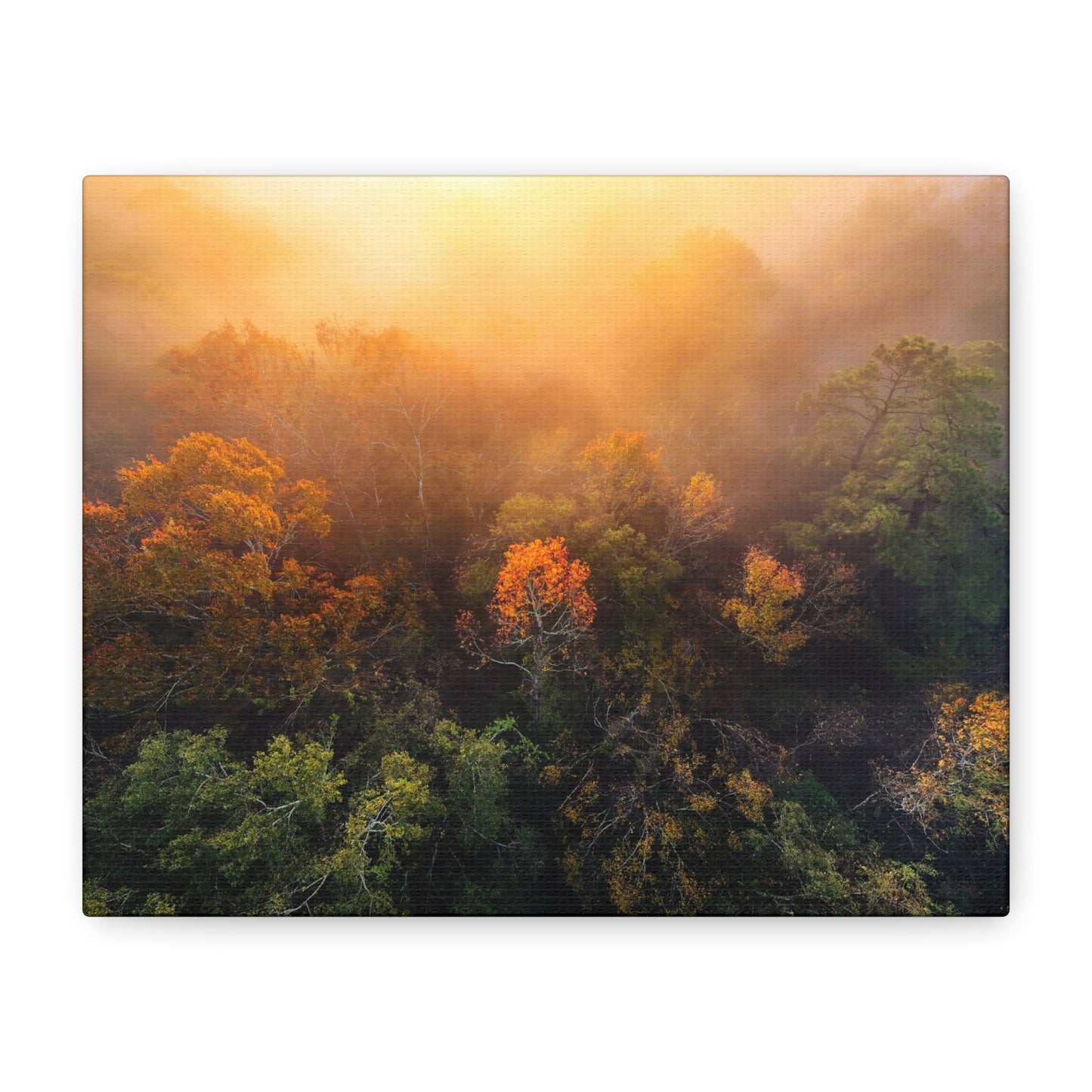 Autumn Sunrise Forest Canvas – Misty Fall Landscape Wall Art (Matte Stretched)