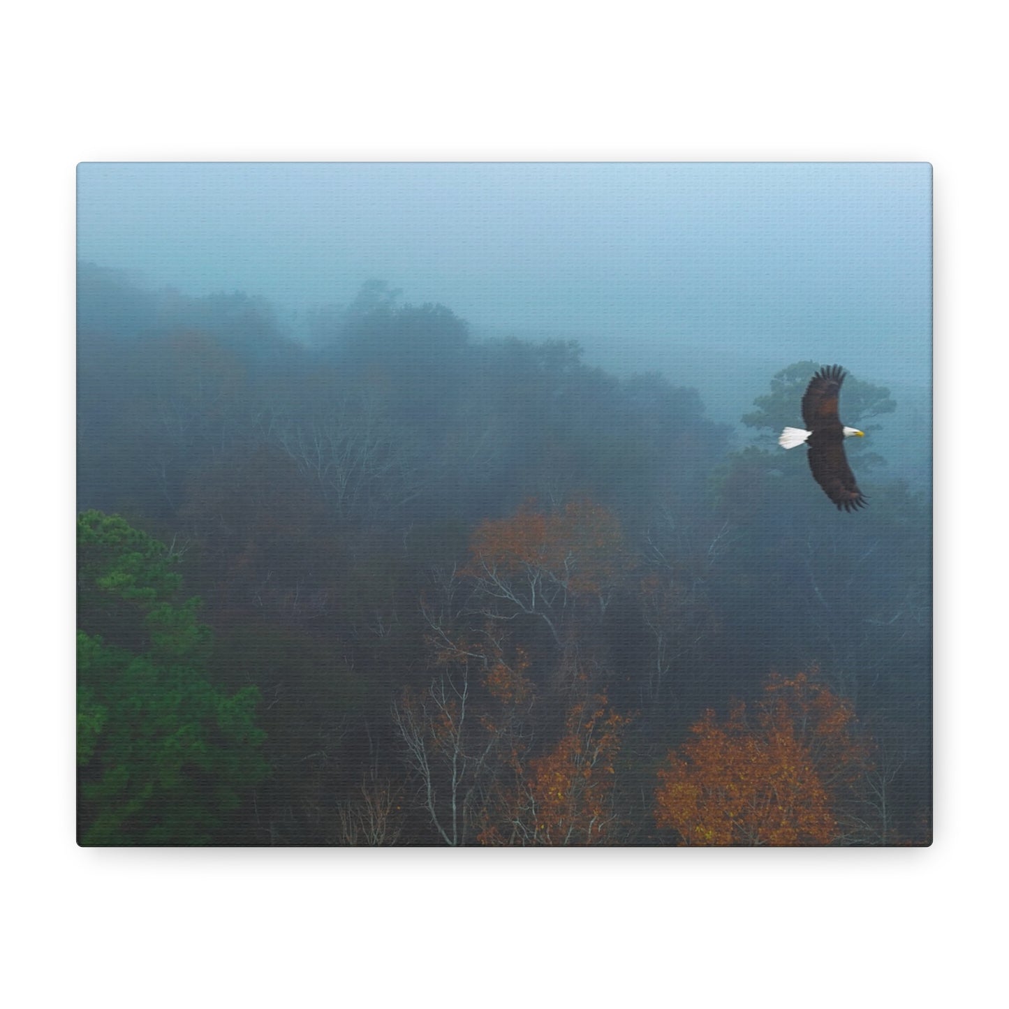 Bald Eagle Over Foggy Autumn Forest — Matte Stretched Canvas Wall Art