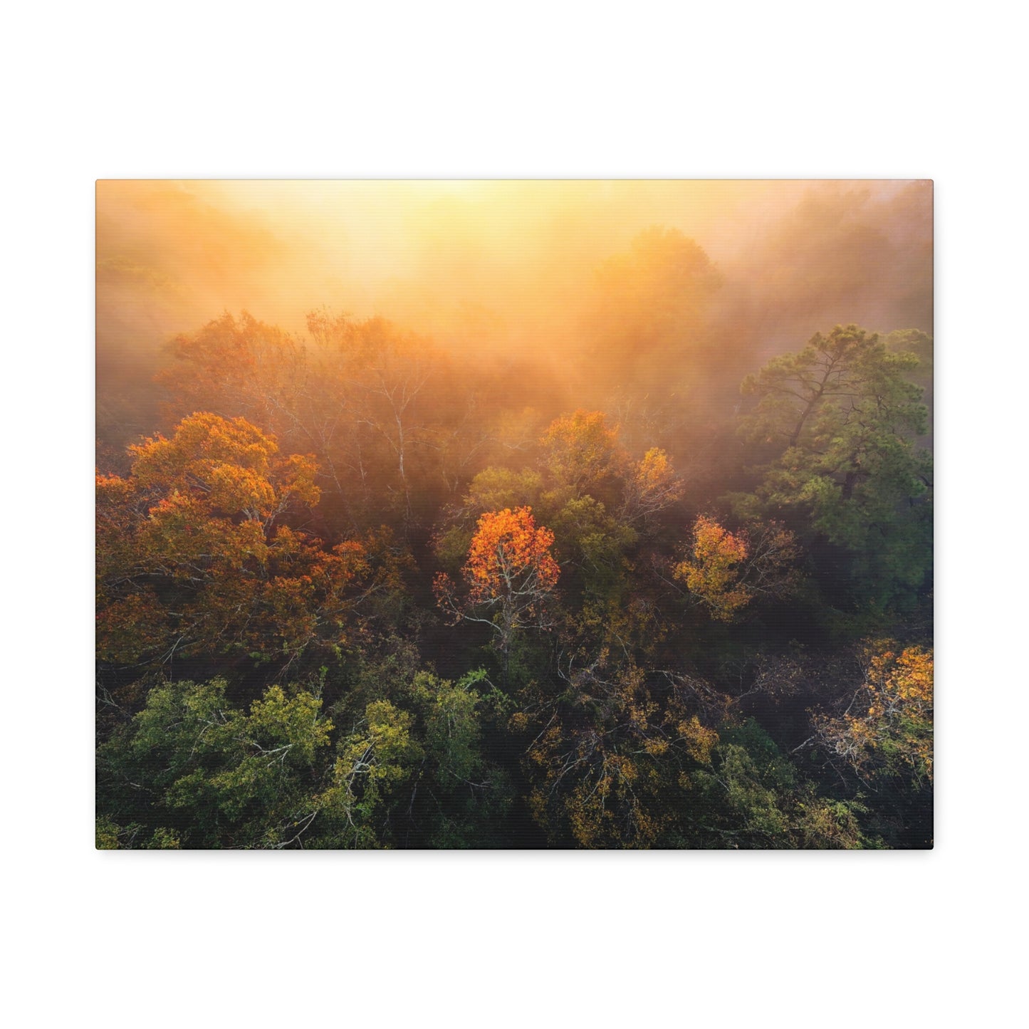 Autumn Sunrise Forest Canvas – Misty Fall Landscape Wall Art (Matte Stretched)