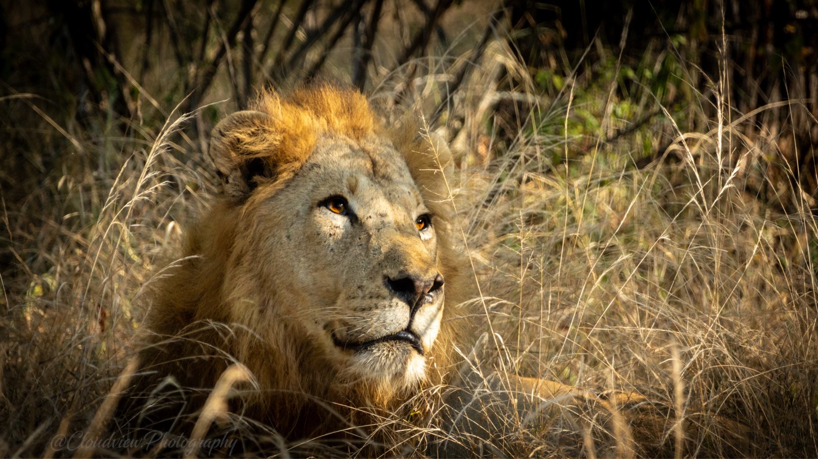 A wildlife study, close crop.